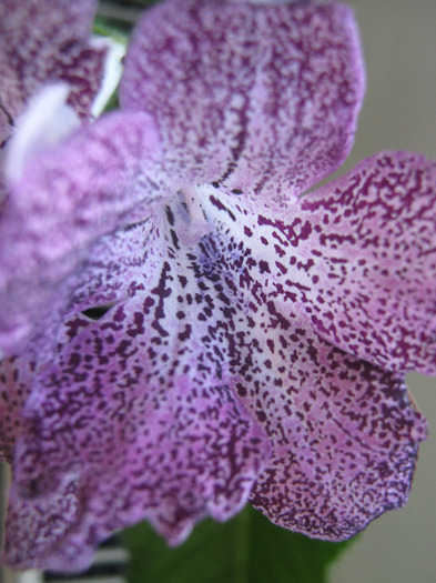  - streptocarpus Hototogisu