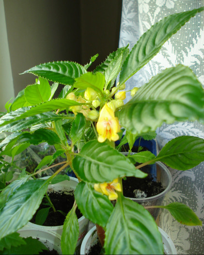 Impatiens Jungle Gold