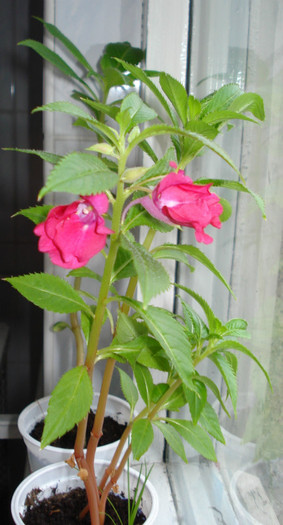 Impatiens balsamina - Impatiens