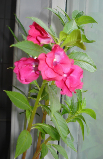 Impatiens balsamina - Impatiens