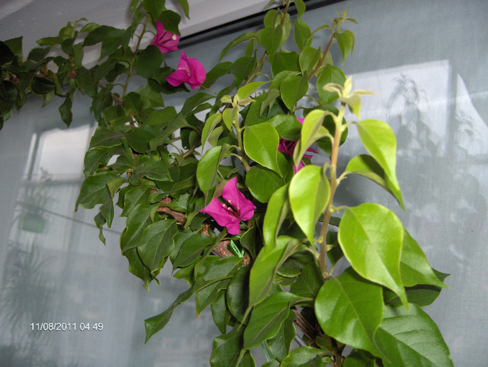 Bougainvillea floarea de hartie - amestecate 2011