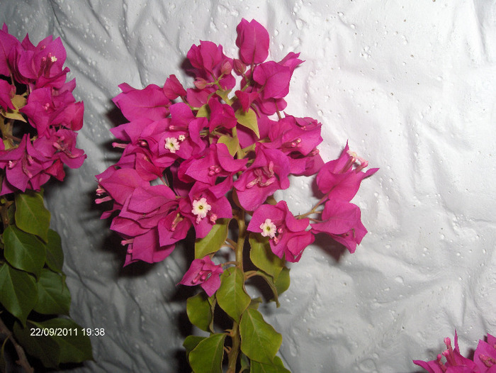 Bougainvillea floarea de hartie - amestecate 2011