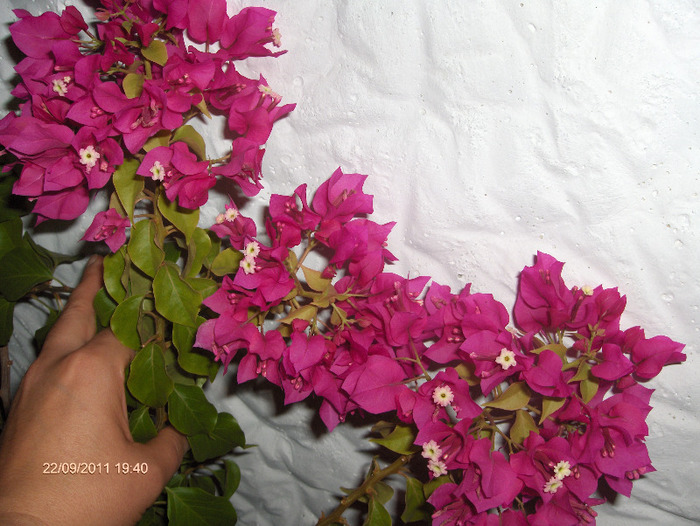 Bougainvillea floarea de hartie