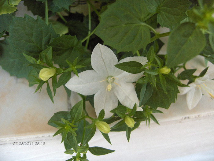 CAMPANULA-isophylla Stela White - amestecate 2011