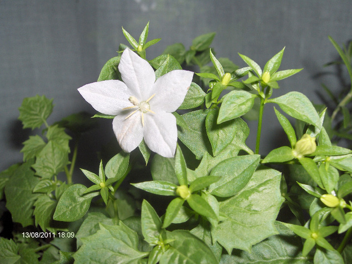 CAMPANULA-isophylla Stela White - amestecate 2011