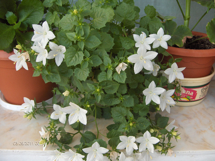 CAMPANULA-isophylla Stela White