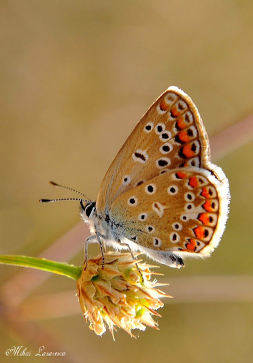 polyommatus - Animalutele mele