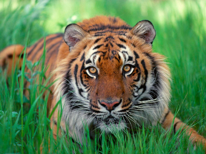 2028_Sumatran_Tiger - tigri