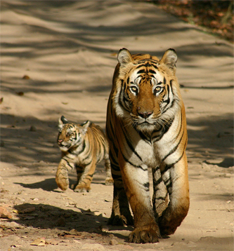 bengal - tigri