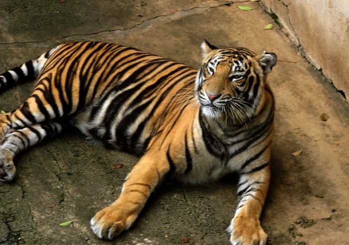 Bengal_Tiger