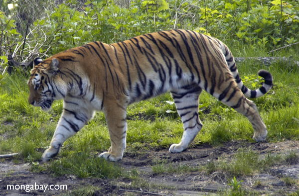 siberian_tiger-10