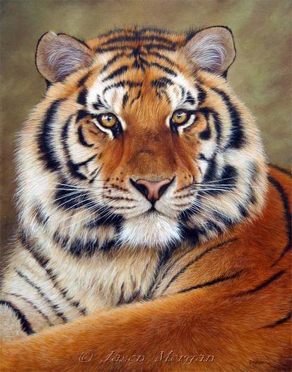 siberian-tiger-6 - tigri