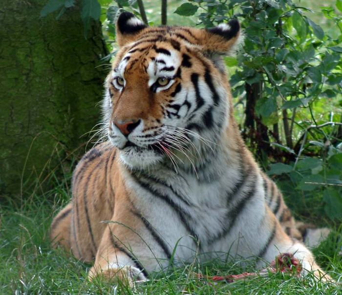 siberian-tiger-picture