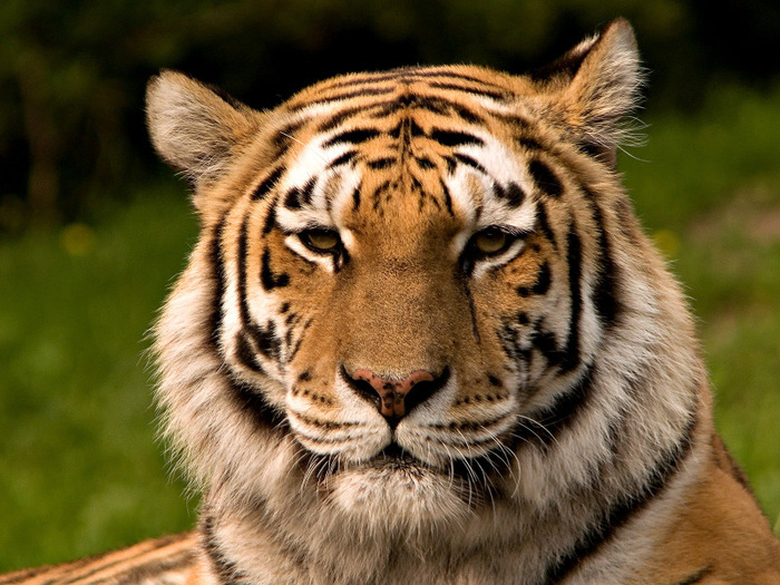 Siberischer_tiger_de_edit02 - tigri
