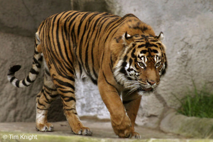 sumatran_tiger_male_01tfk - tigri