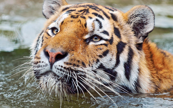 swimming-tiger-4 - tigri