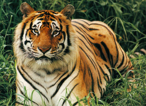tiger watching us - tigri