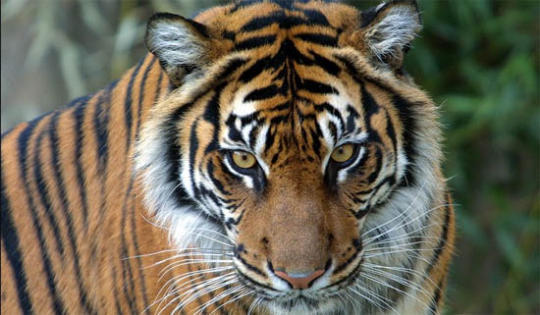 tiger_540x315 - tigri