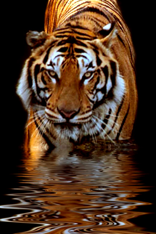 Tiger8 - tigri