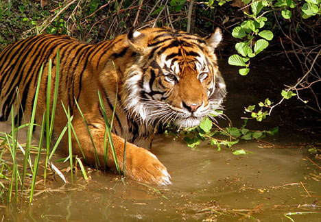 Tiger-Images - tigri