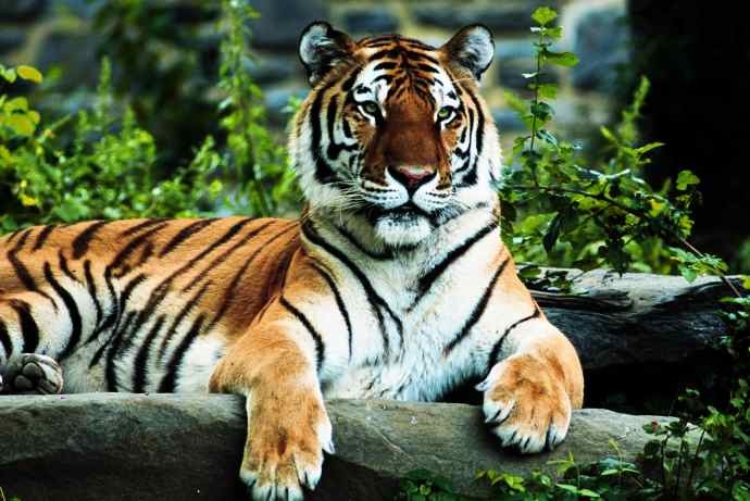 tiger-regal - tigri