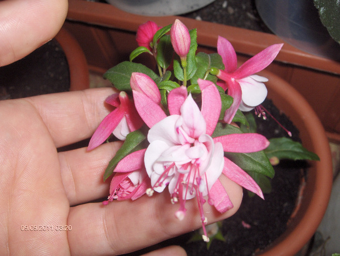 Micul meu pui de FUCHSIA