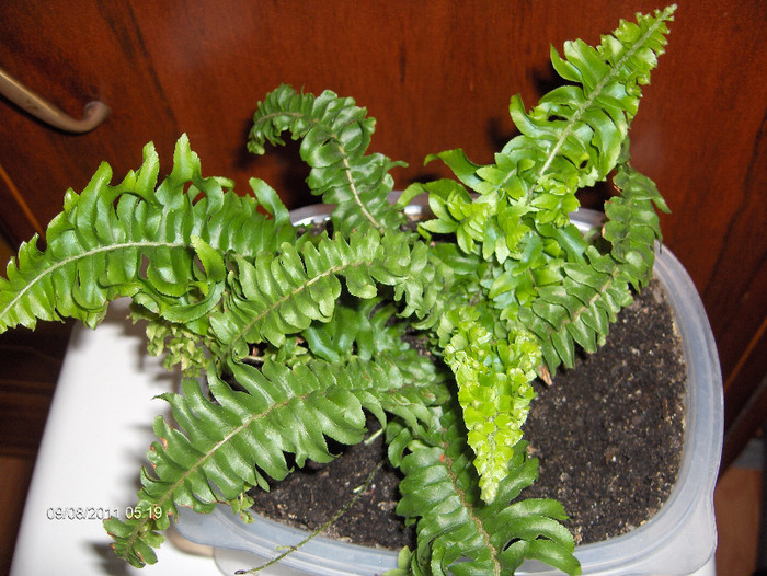 Nephrolepis-feriga de camera