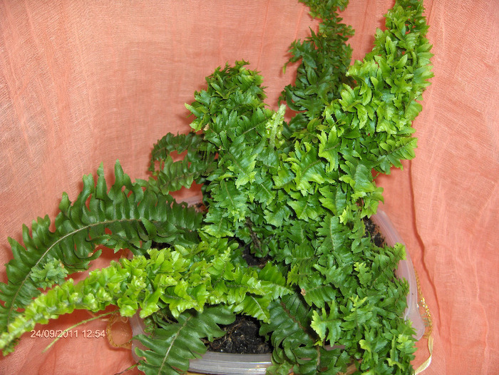 Nephrolepis-feriga de camera