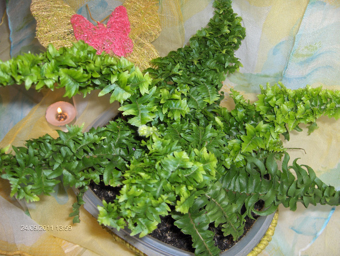 Nephrolepis-feriga de camera