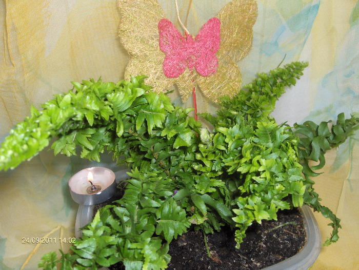 Nephrolepis-feriga de camera