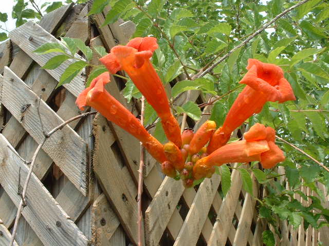 bignonia variegata orange - Bignonia de vinzare