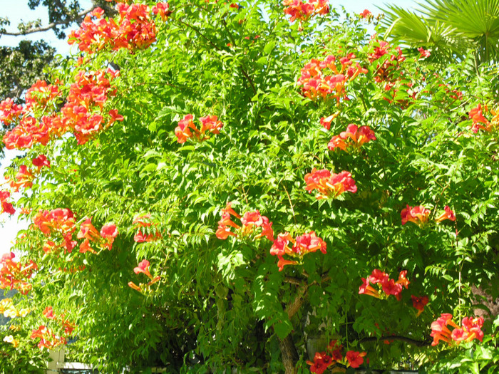 Scarlet Trumpet Vine sau Trompeta din Virginia