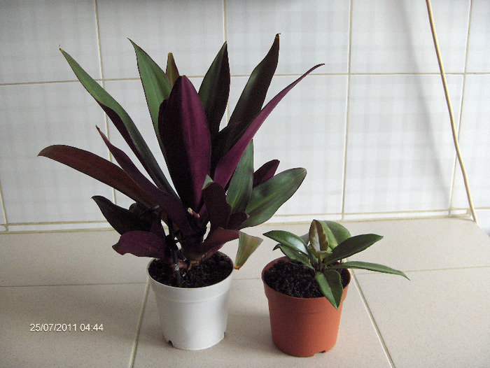 RHOEO SPATHACEA - SABIUTA PURPURIE