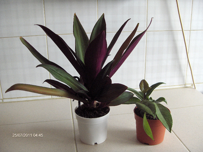 RHOEO SPATHACEA - SABIUTA PURPURIE