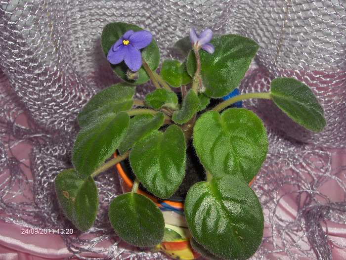 Floare de SaintPaulia (violeta africana)