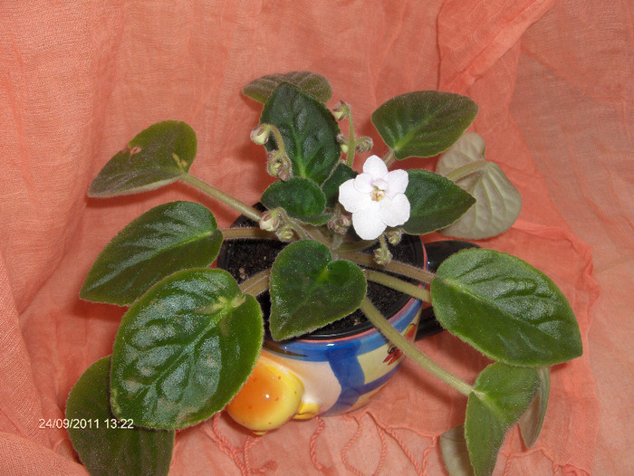 Floare de SaintPaulia (violeta africana)