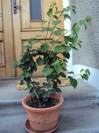 a crescut cat usa si nu stiu ce culoare e - Bougainvillea