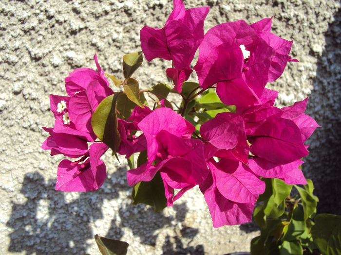 Cyclam, de la Mihaela - Bougainvillea