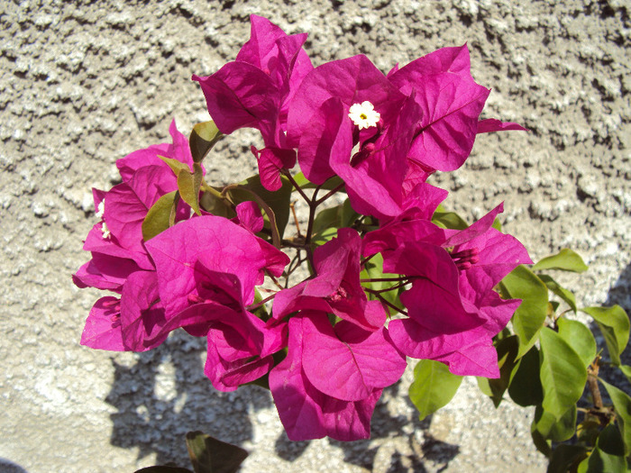 DSC03756 - Bougainvillea