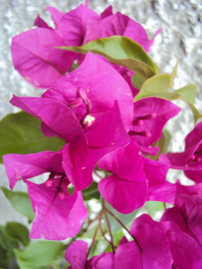 DSC03757 - Bougainvillea