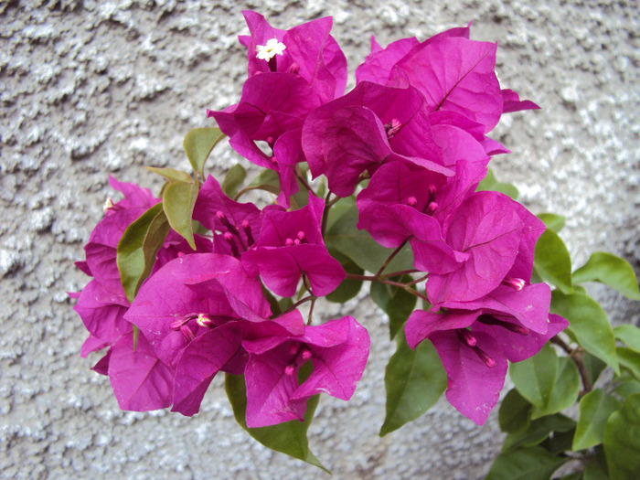 DSC03758 - Bougainvillea
