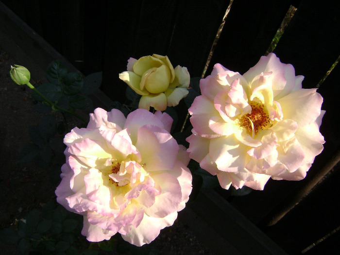 DSC08115 - trandafir