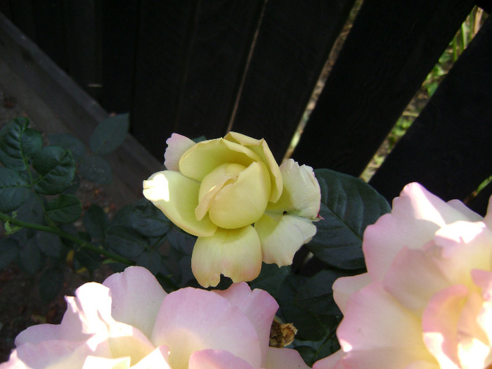 DSC08116 - trandafir