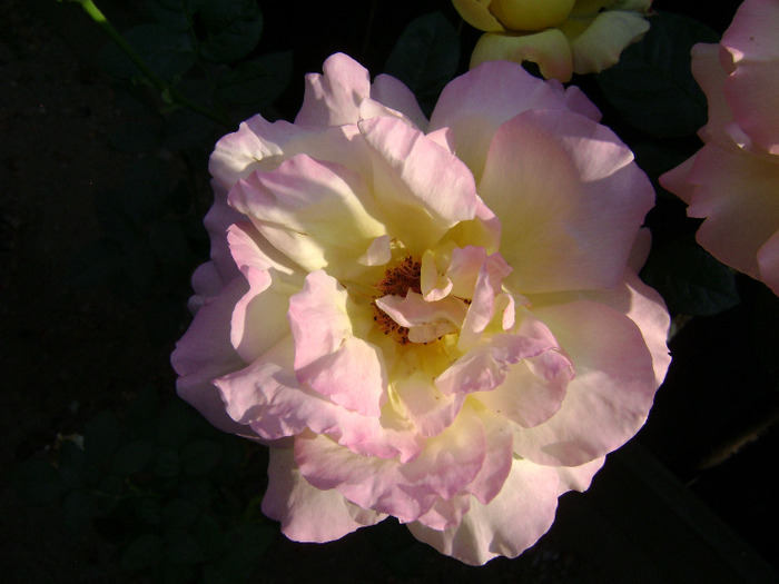 DSC08117 - trandafir