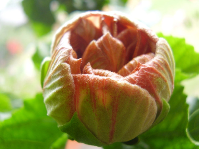  - hibiscus