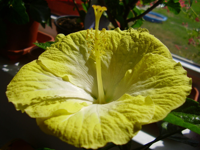 - hibiscus