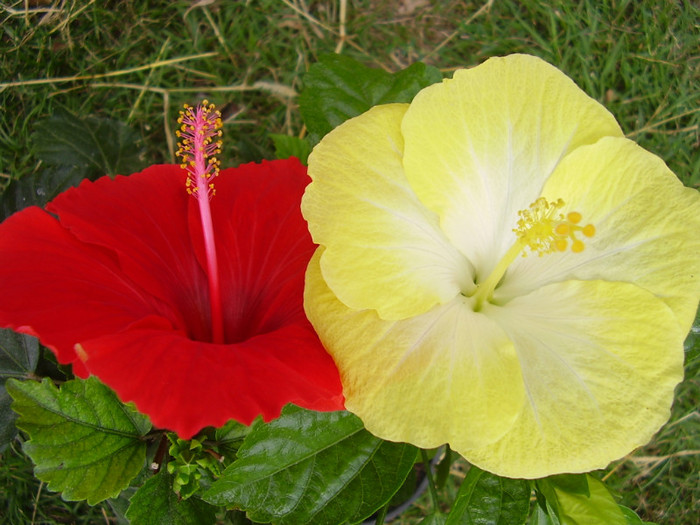  - hibiscus