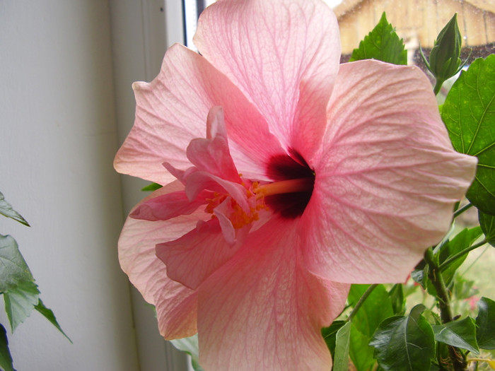  - hibiscus