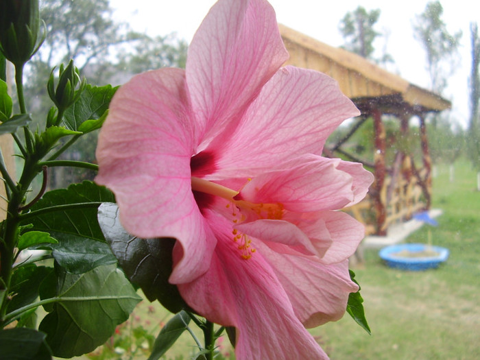  - hibiscus