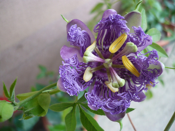 P1100207 - zzz-PASSIFLORA-iesite din colectie